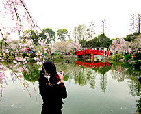 武漢市の桜祭り